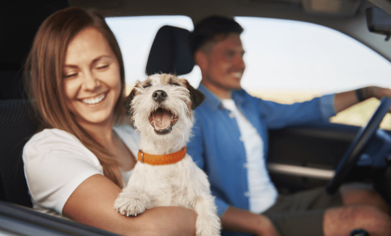 6-Tips-for-Pet-Proofing-Your-Car-and-Keeping-Your-Pet-Safe